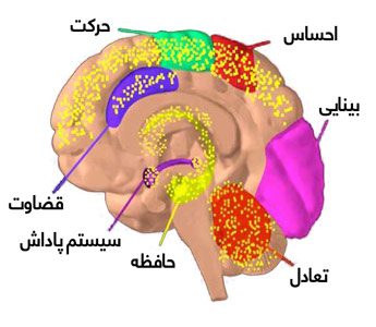 اثرات سوءمصرف حشیش بر مغز