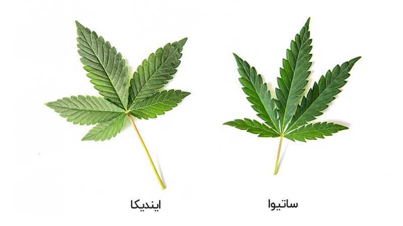 تفاوت ساتیوا و ایندیکا