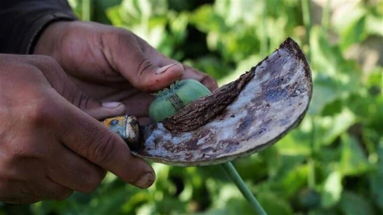 عوارض خوردن شیره تریاک